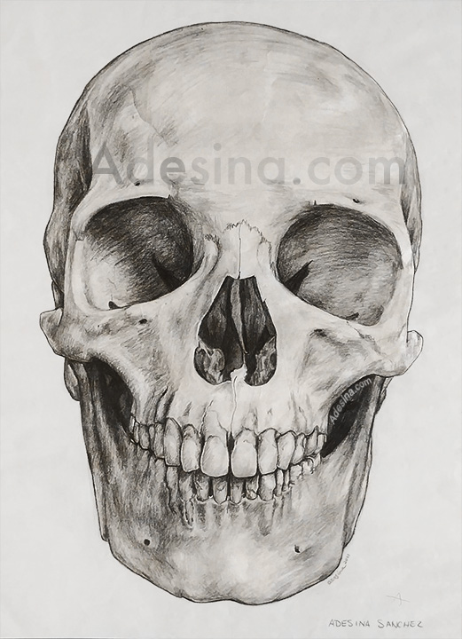 Photo of large original skull drawing art by Adesina, Artist