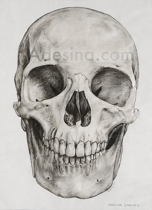 skull photography art