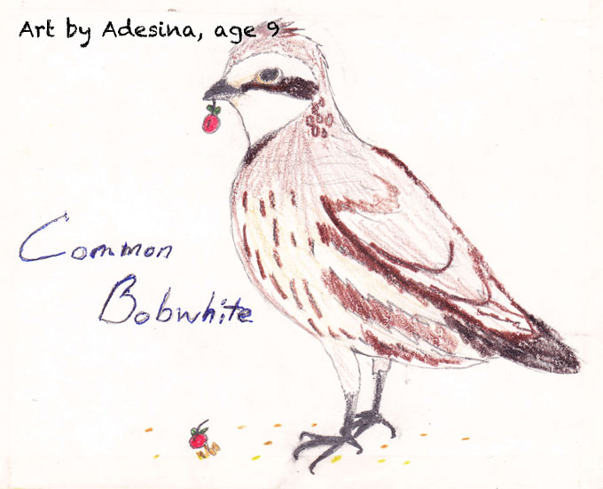 child-9yrs-bobwhite-quail